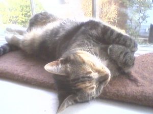 kali