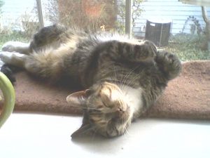 kali
