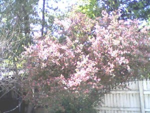 pink-bush