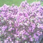 spring spring