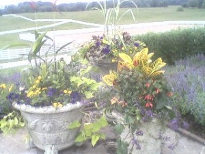 annuals10