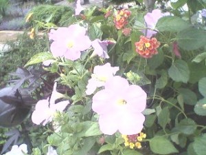 annuals12