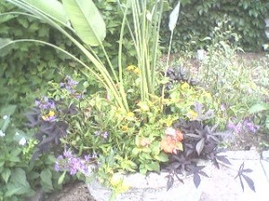 annuals2