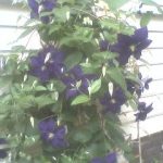 clematis5 clematis5