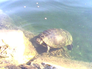 turtle7