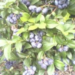 Blueberry picking.2