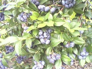 Blueberry picking.2