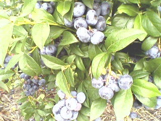 Blueberry picking.3