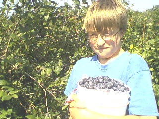 Blueberry picking.5