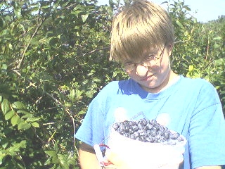 Blueberry picking.6