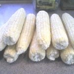 Freezing Corn Freezing Corn