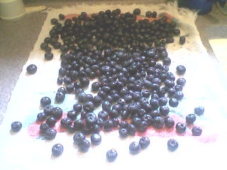 Freezing blueberries.2