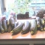 Zucchini Bread and a huge harvest