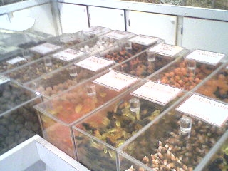 Candy Store.8