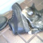 Kali Catnip.4 Kali Catnip.4