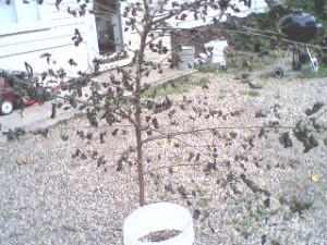 Halloween Tree
