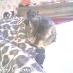 Taking A Cat Nap