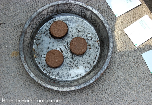 ALDI Herb Garden: add water to the compressed soil disks