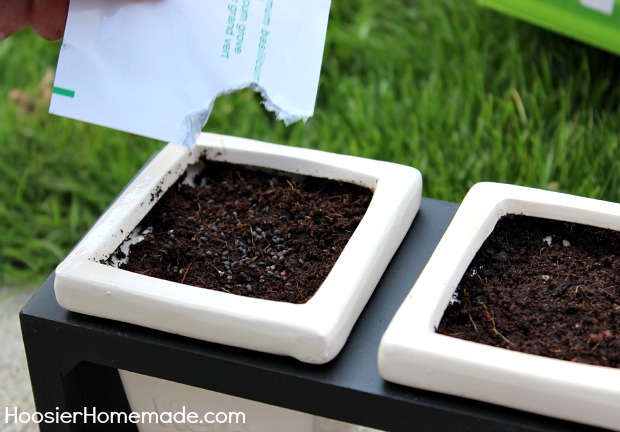 ALDI Herb Garden: plant the herb seeds