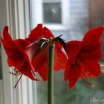Amaryllis
