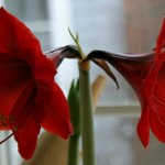Amaryllis.featured