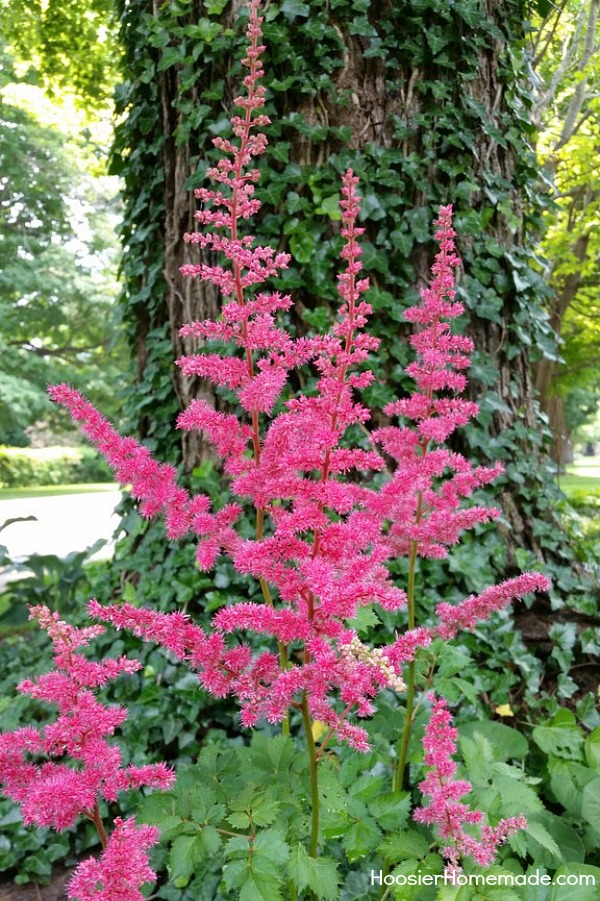 24 Cut Flowers to Grow - Hoosier Homemade