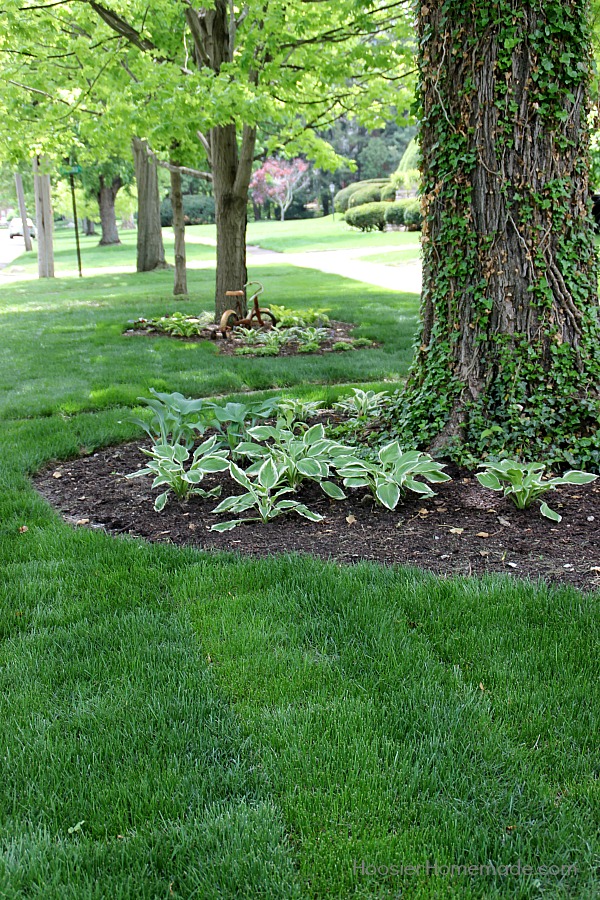 Do you dream of having a beautiful lawn? Learn the Basics to Fertilizing your Lawn from an expert! It's easy and YOU can do it too! 