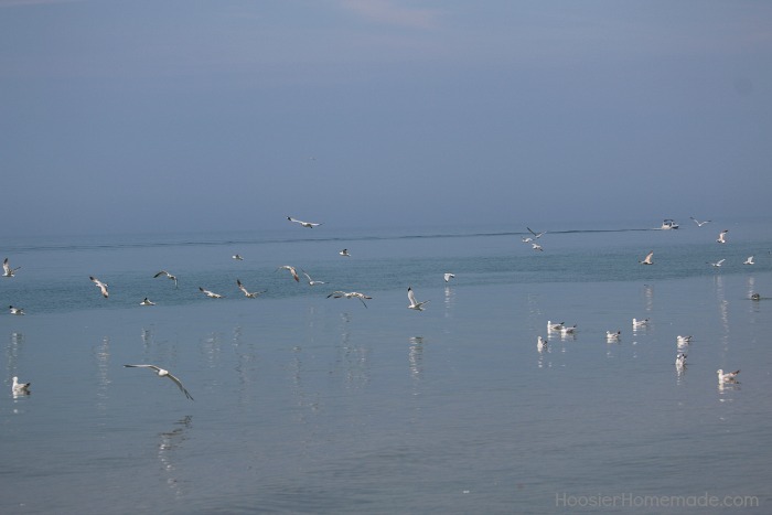 Beach.birds