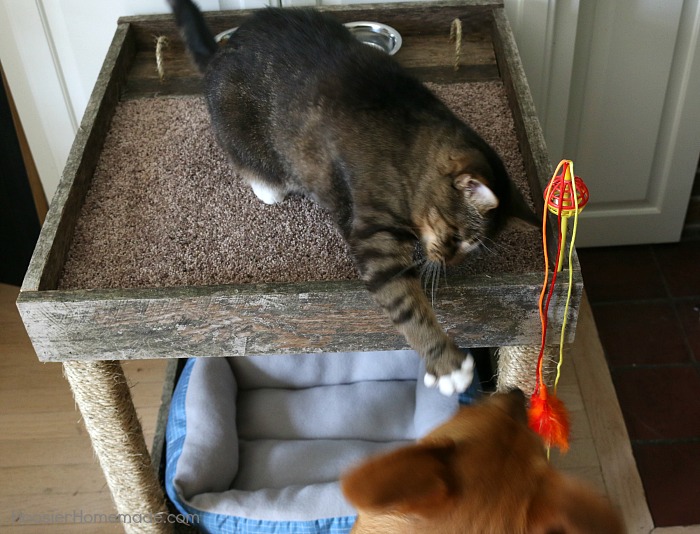 CAT CONDO -- This Cat Condo is made from a Wood Pallet and scrap lumber! Your cat will be cozy in the bed, have fun with the toy, eat, drink and there's even a scratching spot!