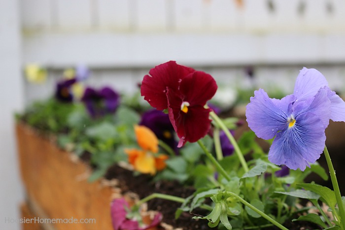 Pansies planted in compost bin