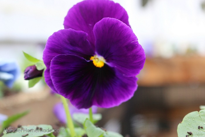 Compost-Bin.pansie