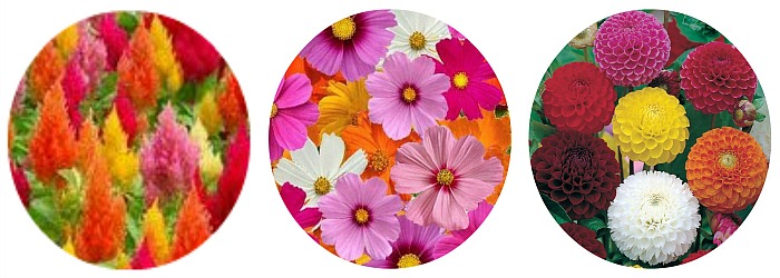 Spring - Summer - Fall - these 24 Cut Flowers to Grow will look gorgeous in your garden and give you bountiful bouquets of fresh flowers! 