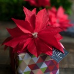 DIYNapkinPoinsettiaS