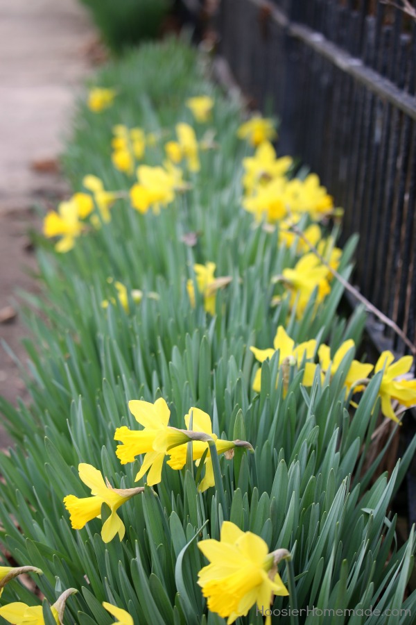 Learn how to Divide and Replant Daffodil Bulbs! It will increase the flowering in the Spring, sturdier stems, and more plants in general! 