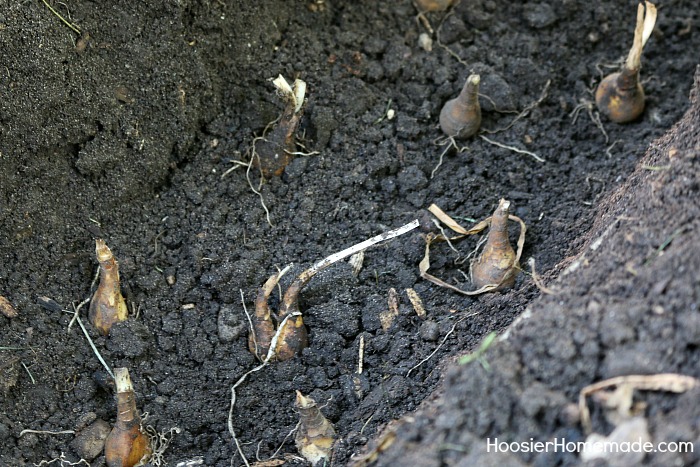 Daffodils-replant