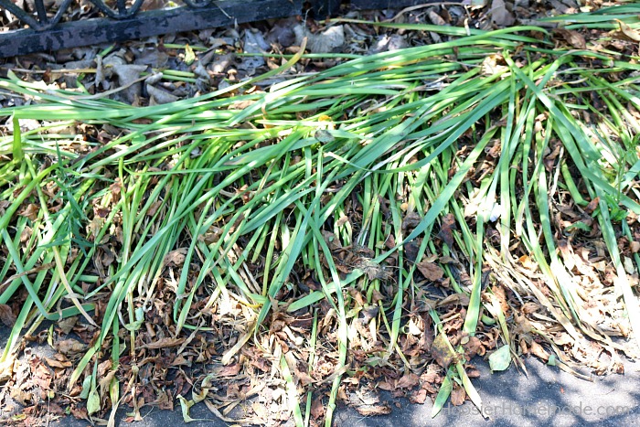 Daffodils.before