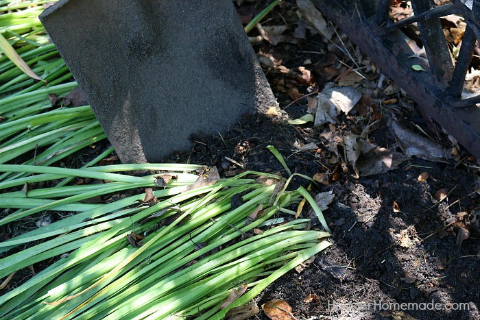 Daffodils.dig