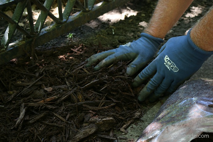 Daffodils.mulch