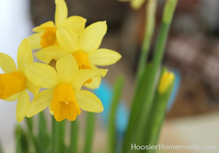 Daffodils for Easter Flower Basket Centerpiece