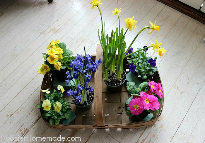 Flowers to add to Easter Basket