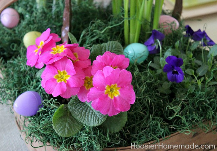 Primrose for Easter Flower Basket Centerpiece