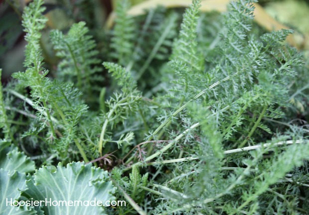 Fall Container Garden :: Instructions on HoosierHomemade.com