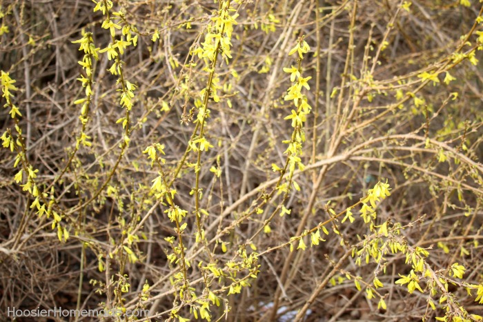 Fertilizer.forsythia