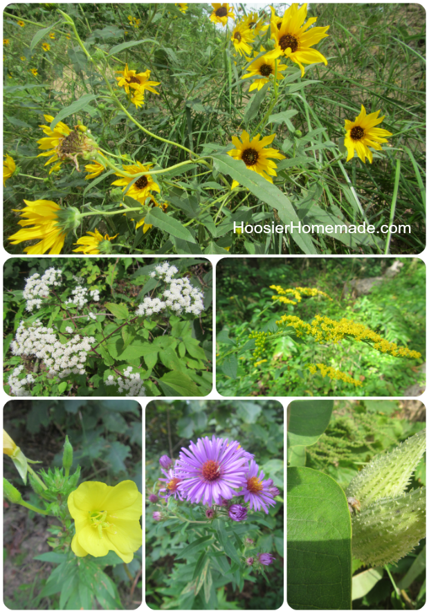 Flowers along Indiana Dunes National Lakeshore