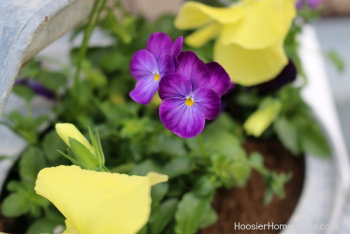 Pansies