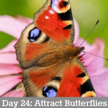 Frugal-Ways-to-Attract-Butterflies.Day24