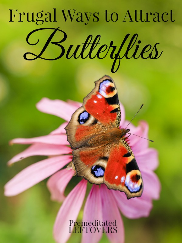 Butterflies add a thing of beauty to your garden! Learn 6 Frugal Ways to Attract Butterflies! Pin to your Gardening Board!