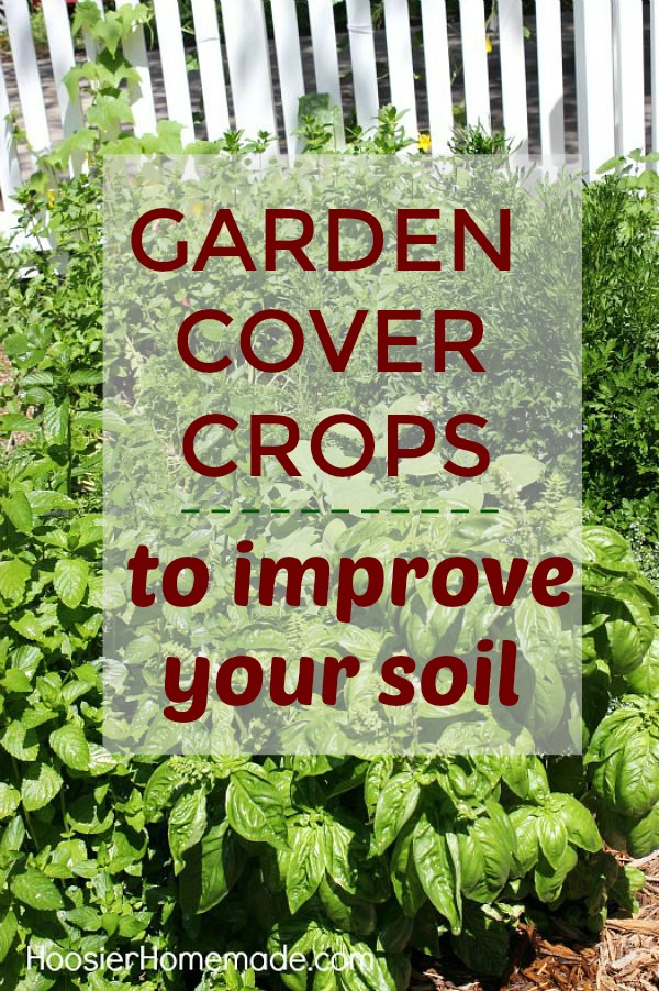 GARDEN COVER CROPS TO IMPROVE YOUR SOIL -- Learn all about cover crops - what they are, and why you need them! 