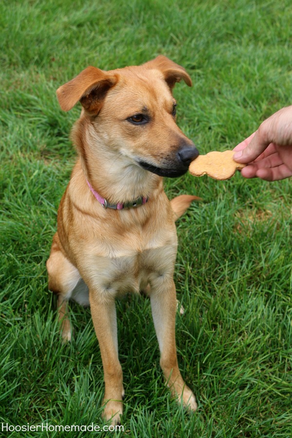 HOMEMADE DOG TREATS -- Your dog will LOVE these easy to make homemade dog treats! Filled with good ingredients like pumpkin, peanut butter, oats and more!