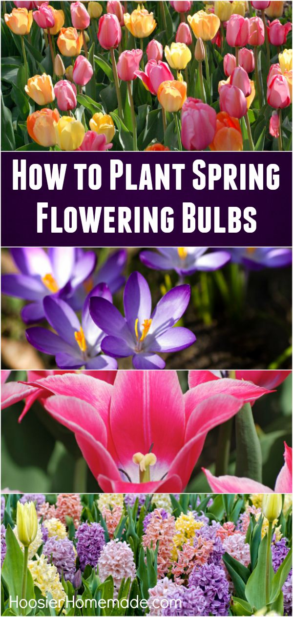 Fall planting will bring gorgeous flowering Spring bulbs! Learn how easy and inexpensive it is to make your landscape gorgeous in a few steps! 